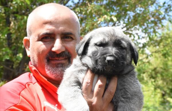 Kangal köpekleri isimlerini fiziki ve karakteristik özelliklerinden alıyor