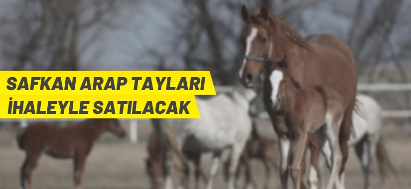TİGEM'den Arap Tayı satış ihalesi