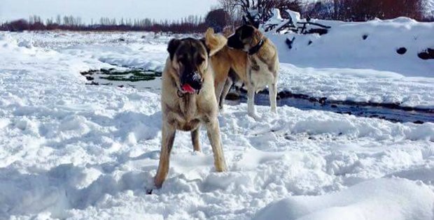 KÖPEĞİNİ BULANA YAVRU KANGAL HEDİYE