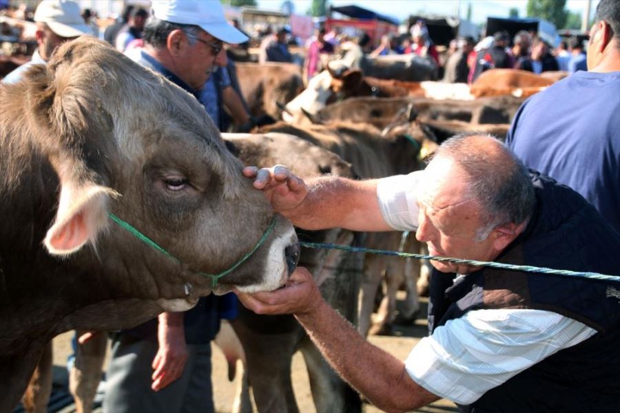Şarkışla hayvan pazarında yoğunluk