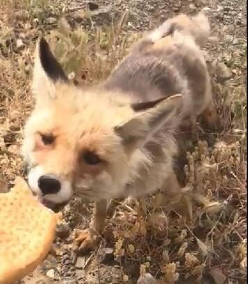 Tilkiyi eliyle besledi