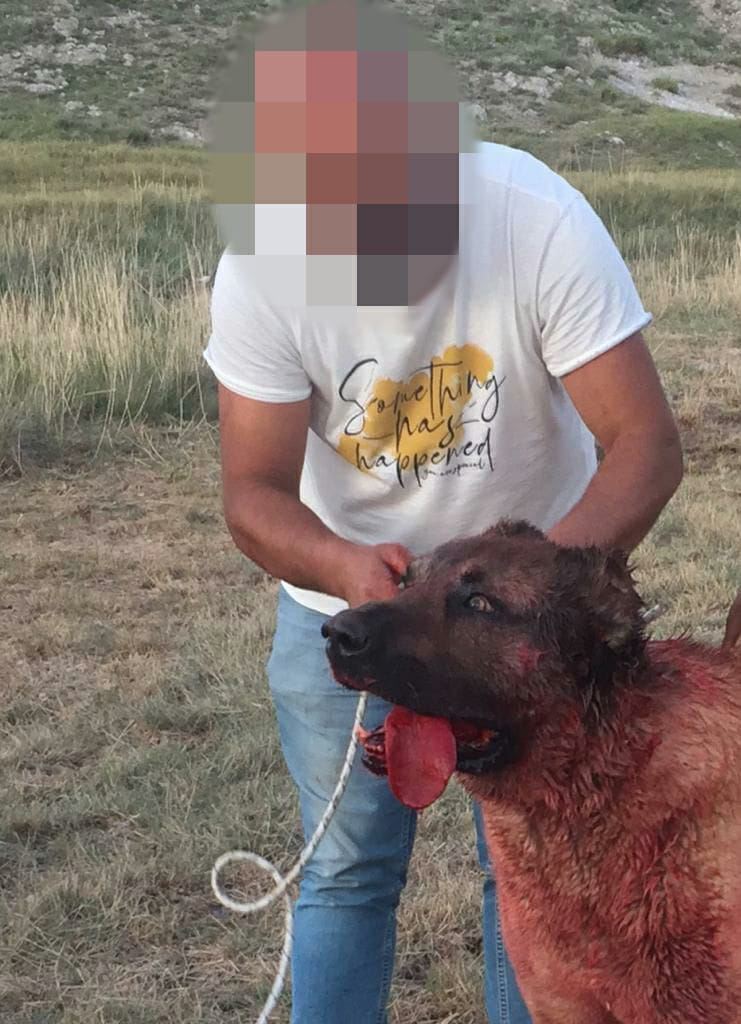 HAYTAP’tan köpek dövüşüne suç duyurusu