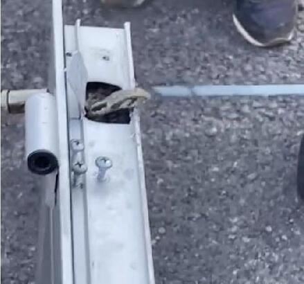 Kapıdan yılan çıktı (Video)