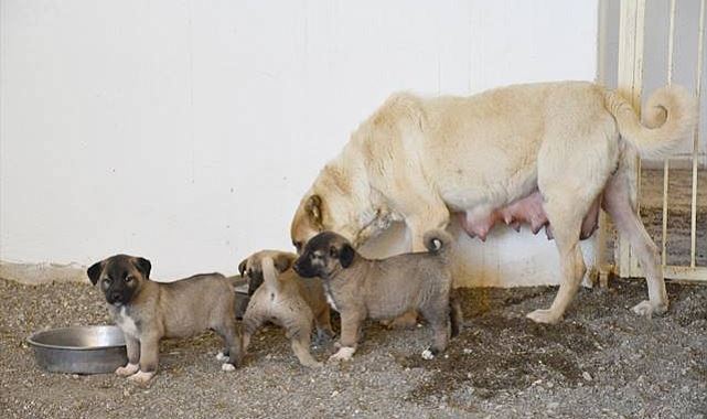 Damızlık ve yavru hedefine ulaşıldı