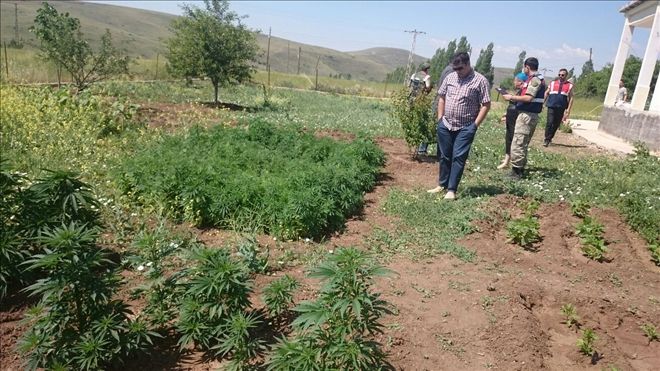 ŞARKIŞLA´DA UYUŞTURUCU OPERASYONU