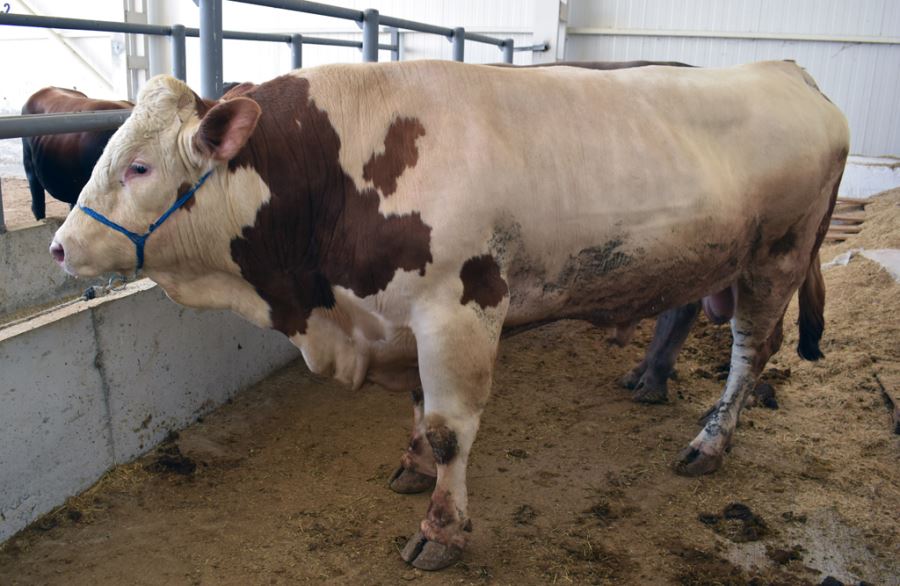 Kurban bağışı sürüyor