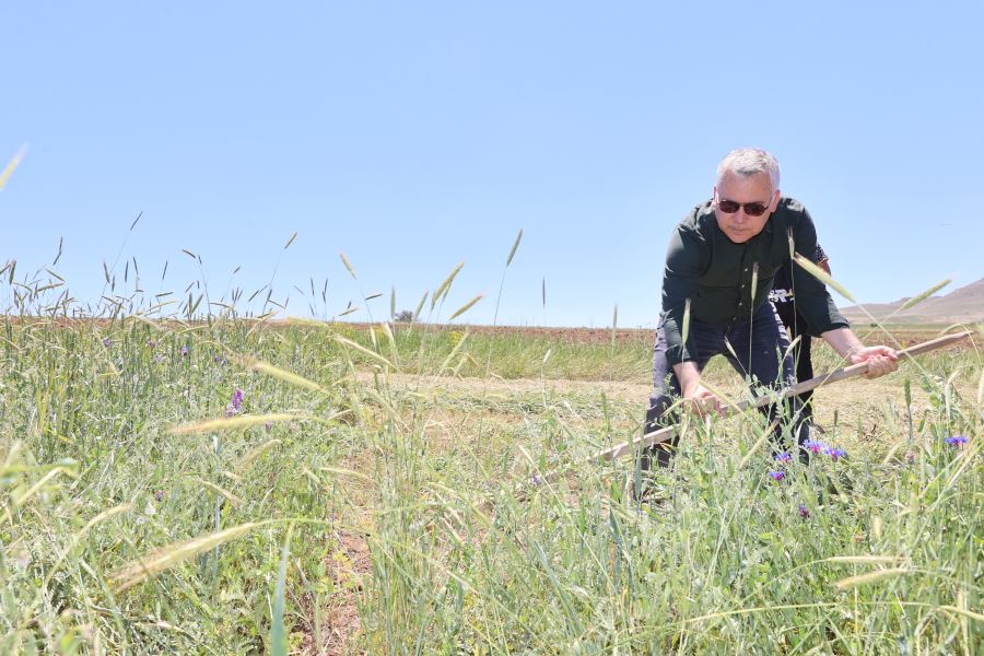 Tırpanla hasat yaptı (Video)