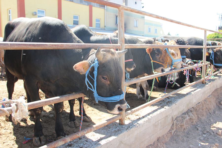 Kurban paylaşmaktır