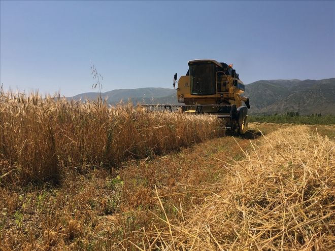 ARPA HASADI BAŞLADI