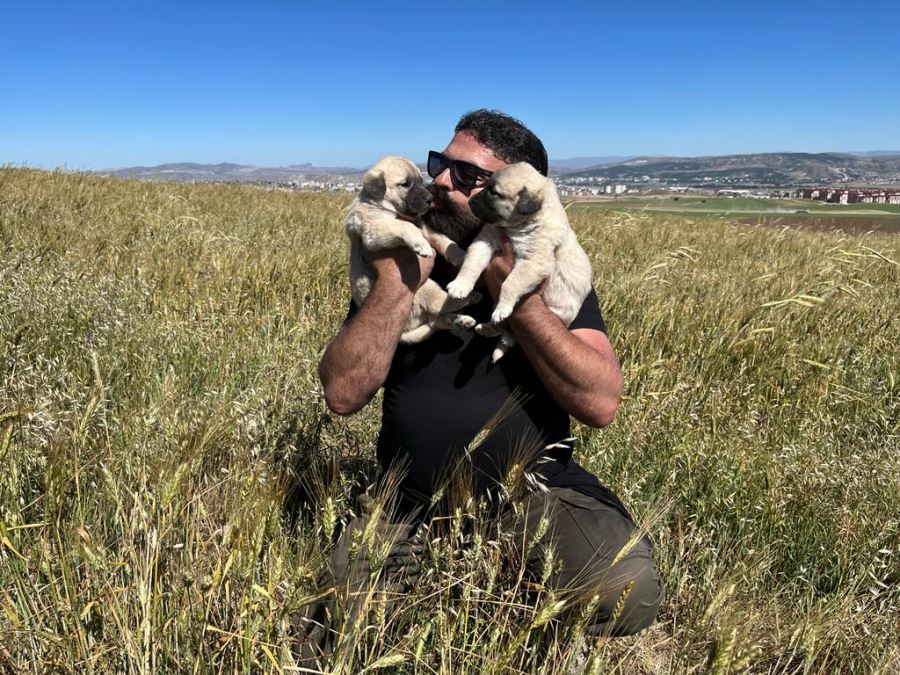 Kangal köpekleriyle iç içe yaşam (Video)