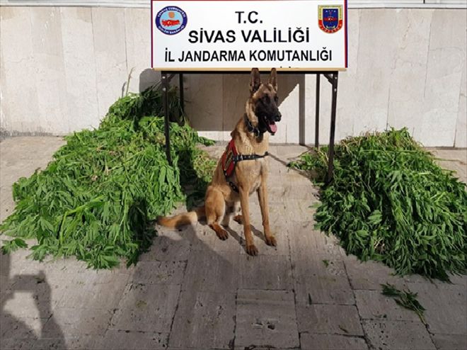 14 ŞÜPHELİ GÖZALTINA ALINDI, 1 KİŞİ TUTUKLANDI