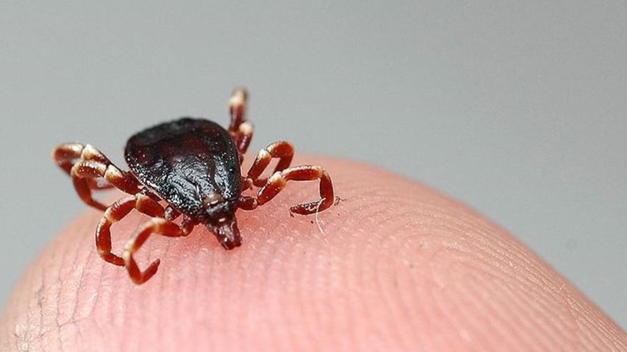 Keneden bir kişi öldü