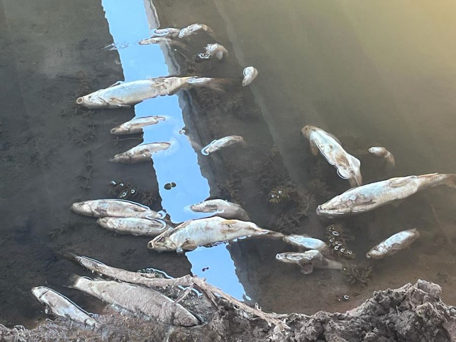 Kızılırmak’ta binlerce balık öldü (Video)