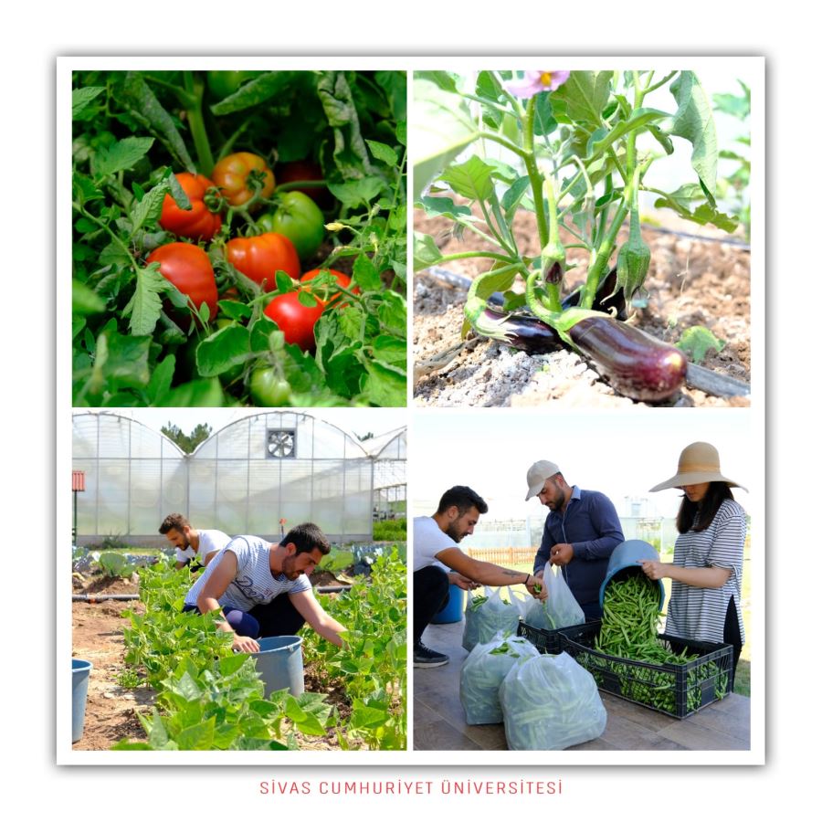 Üniversitenin serasında hasat zamanı