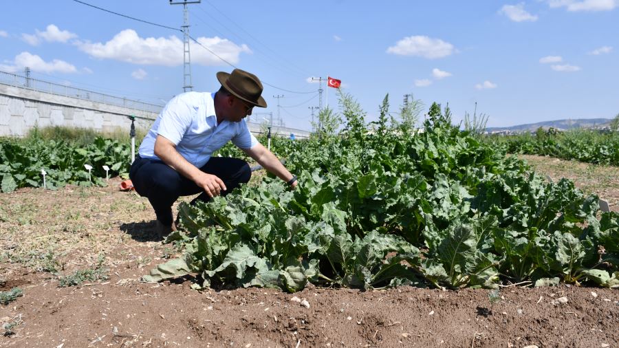 Sivas'ta yerli şeker pancarı tohumu geliştirilme çalışmaları sürüyor -videolu-