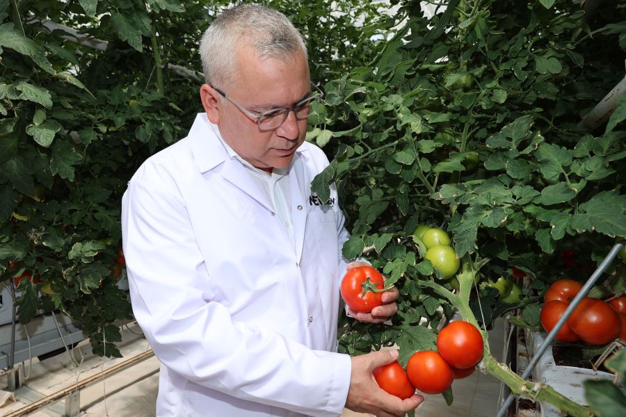 YILDA 2 BİN TON ÜRETİLİYOR -videolu-