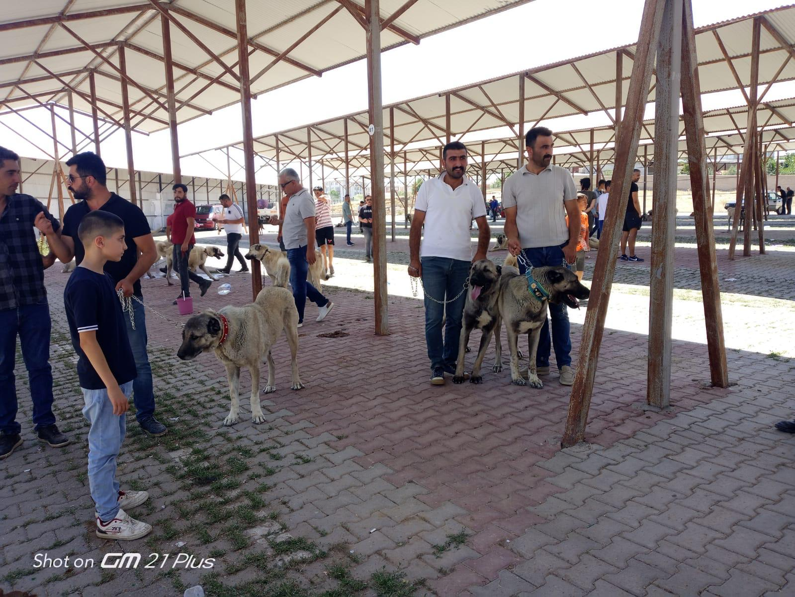 KANGAL KÖPEKLERİ BOY GÖSTERDİ