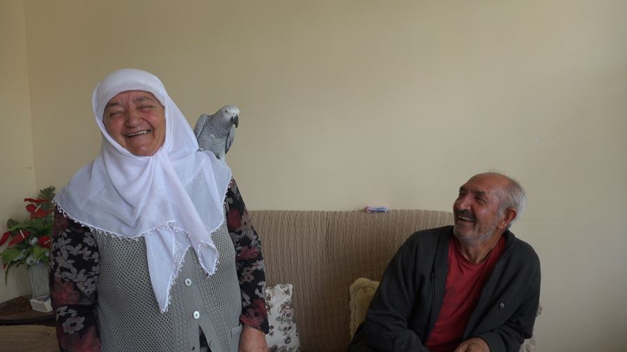 Sivas'ta 3 gün önce kaybolan papağanları "Sultan"a kavuşan çift mutluluk yaşadı  -videolu-