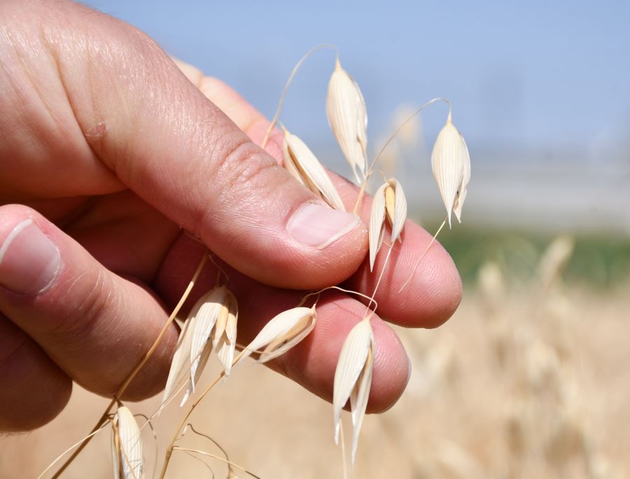 Kuraklık ve soğuğa daha dayanıklı yulaf türleri için ıslah çalışması yürütülüyor -videolu-
