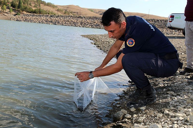 Barajlara 100 bin sazan balığı yavrusu bırakıldı