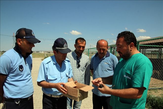 ŞARKIŞLA´DA EBABİL KUŞU BULUNDU