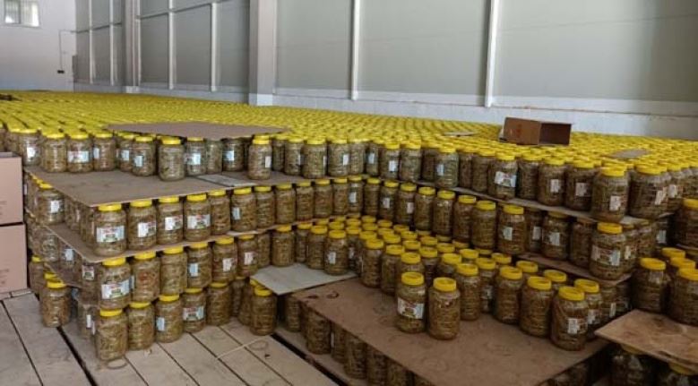 Avrupa'ya pezik turşusu ihraç eden fabrikaya ziyaret