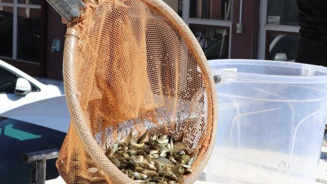 Balık popülasyonu artırılıyor