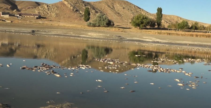 Yüzlerce balık telef oldu (Video)