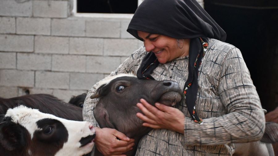 Devlet desteğiyle manda sayısını 50'ye çıkardı