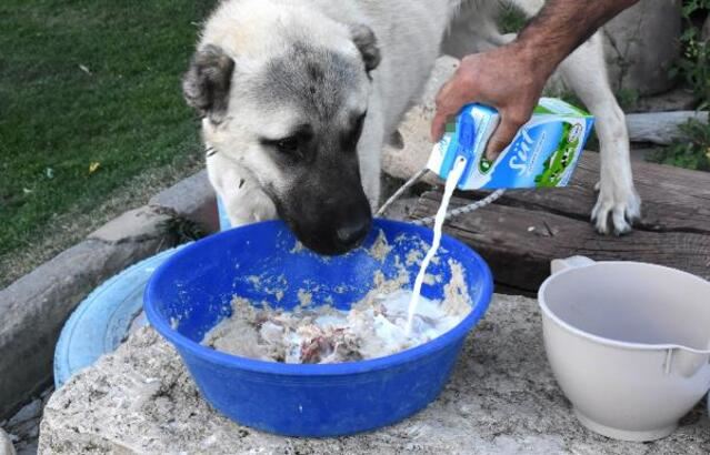 Kangal köpekleri, kış için 'sütlü tahıl' ile besleniyor