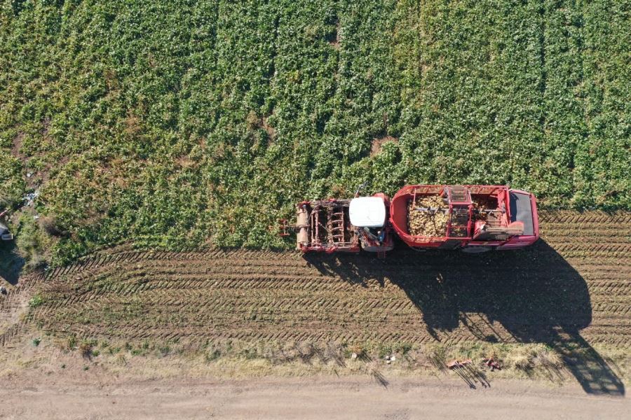 1 milyon ton rekolte bekleniyor
