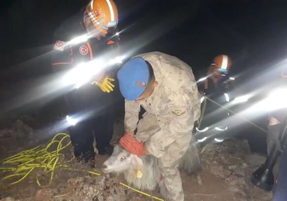 Keçiyi AFAD kurtardı (Video)