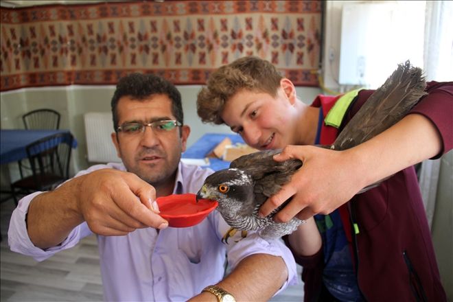 YARALI DOĞAN KORUMA ALTINA ALINDI
