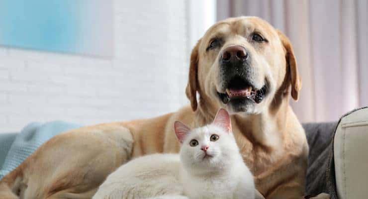 Hayvana eziyet insanlık suçudur