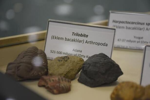 540 milyon yıllık geçmişine ışık tutan fosiller sergileniyor