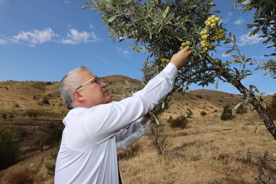 112 milyon ağaç diktik