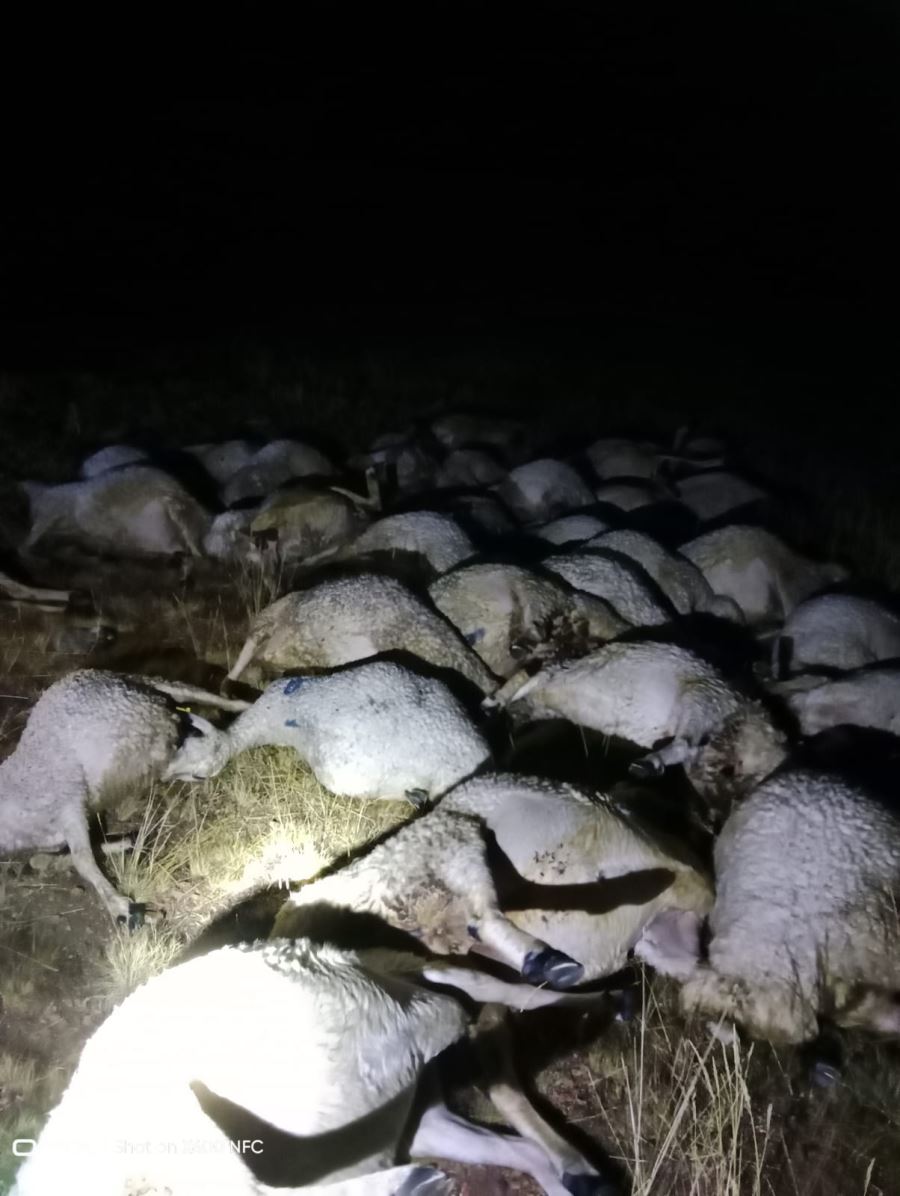 Yıldırım düştü: 40 koyun telef oldu (Video)