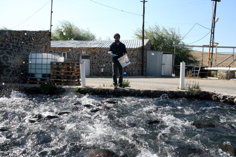 Sivas’a alabalık yumurtası (Video)