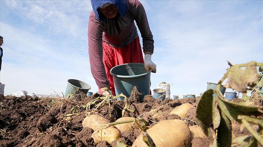 420 bin rekolte bekleniyor