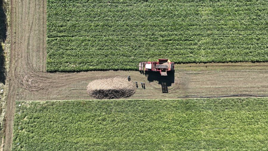 ŞEKER PANCARINDA ZİRVEDEYİZ (VİDEO)