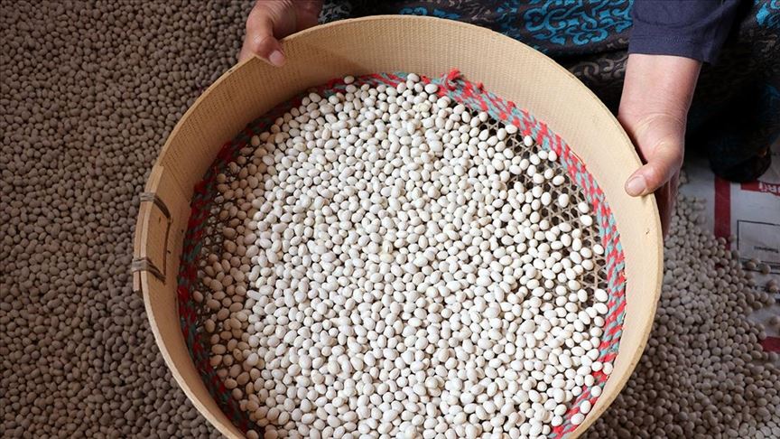 Kuru fasulyede Suşehri ve İspir arasında rekabet yaşanıyor