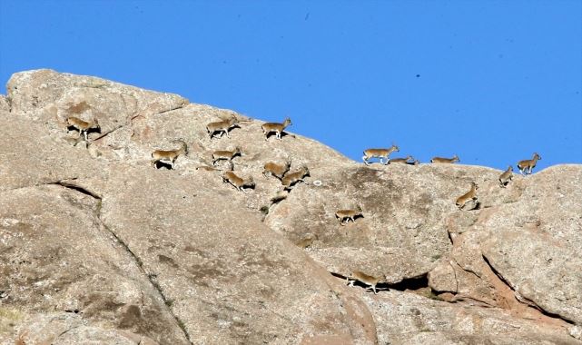 Yaban keçisi sayısı 2 bin 500'e yükseldi