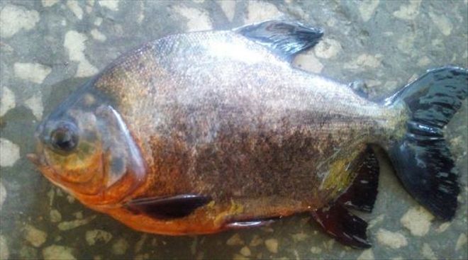 KIZILIRMAK´TA PİRANA YAKALADILAR