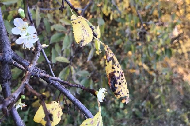 Kayısı ağacı çiçek açtı