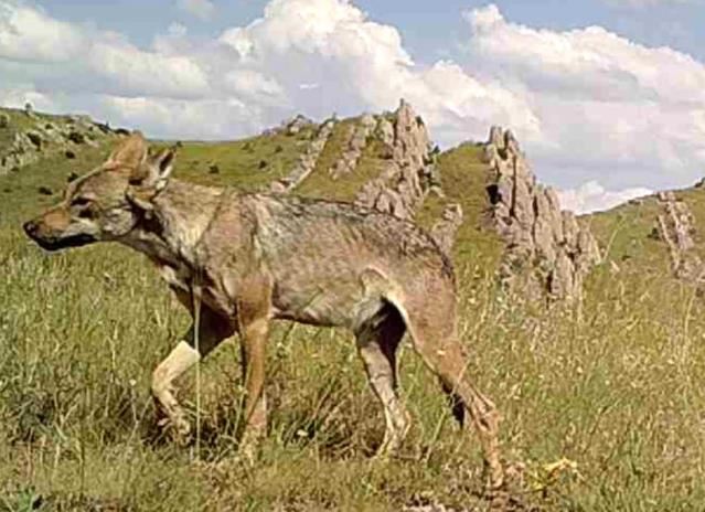 Yaban hayatı fotokapana yansıdı