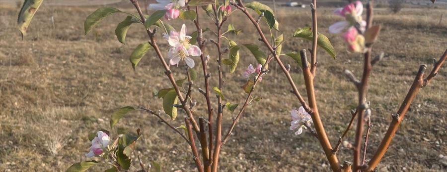 Elma ağacı çiçek açtı