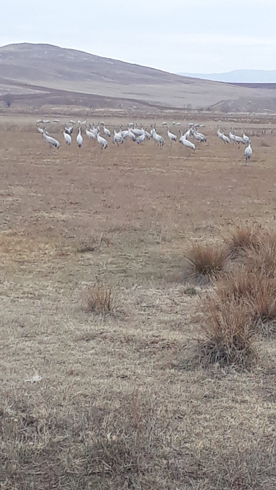 Turnalar göç yolunda (Video)