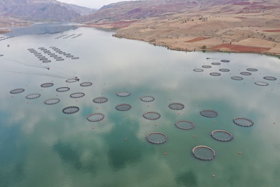 Çamlıgöze’de yılda 3-4 ton alabalık yetiştiriliyor (Video)