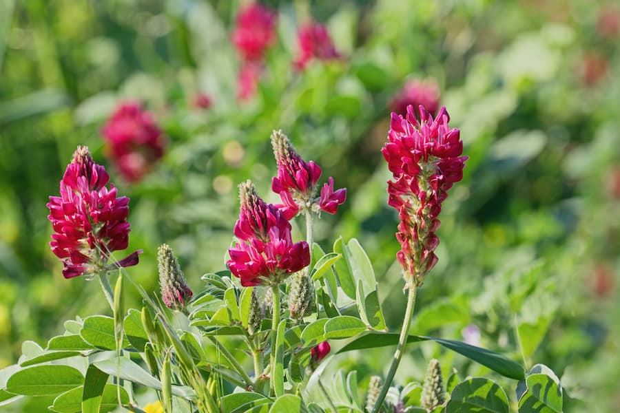 Korunga ekimi yaygınlaştırılacak