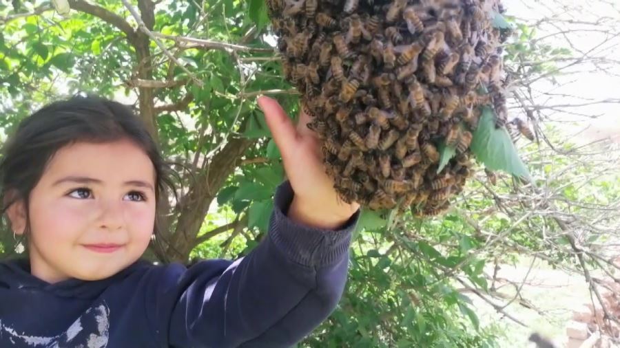 Heidi değil, Sivaslı Hira